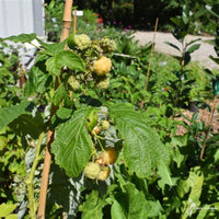 Harvest-ready golden raspberry fruit from Fall Gold variety on branch