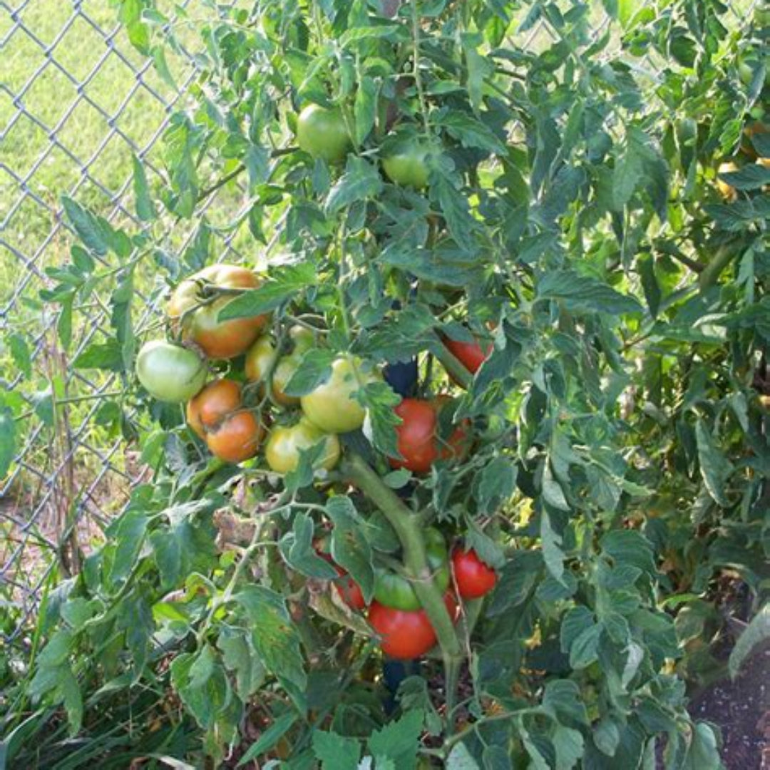Tomato Plant &