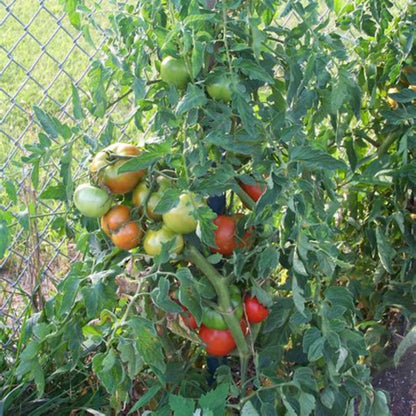 Tomato Plant &