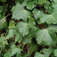Trailing Hedera Helix English Ivy leaves close-up