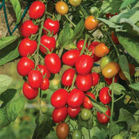 Tomato Plant 'Fantastico'