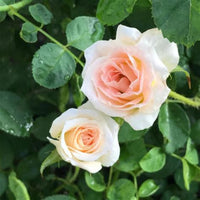Brindabella Dawn Rose