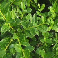Green Luster Holly