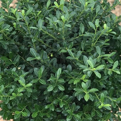 Green Luster Holly