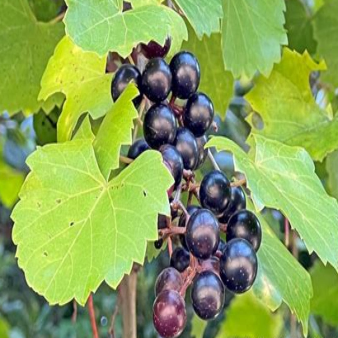 Dulcet Muscadine Grape Vine