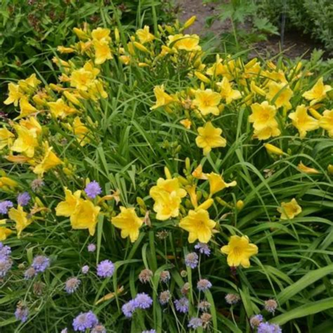 Canary Yellow Flowers Early In Season