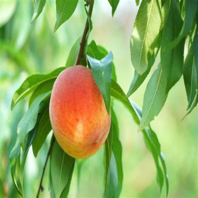 Harvester Peach Tree
