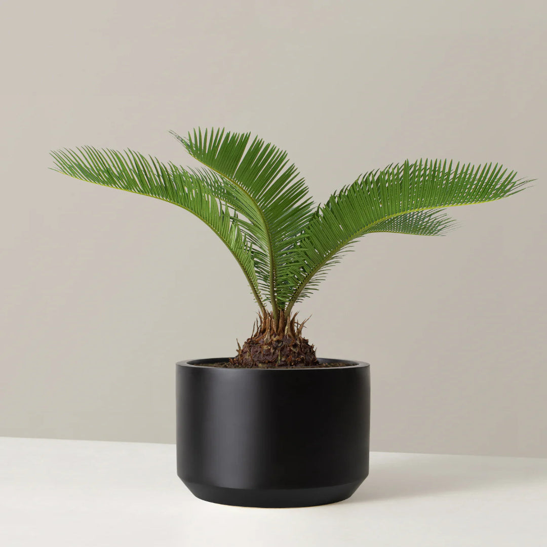 Sago Palm Tree