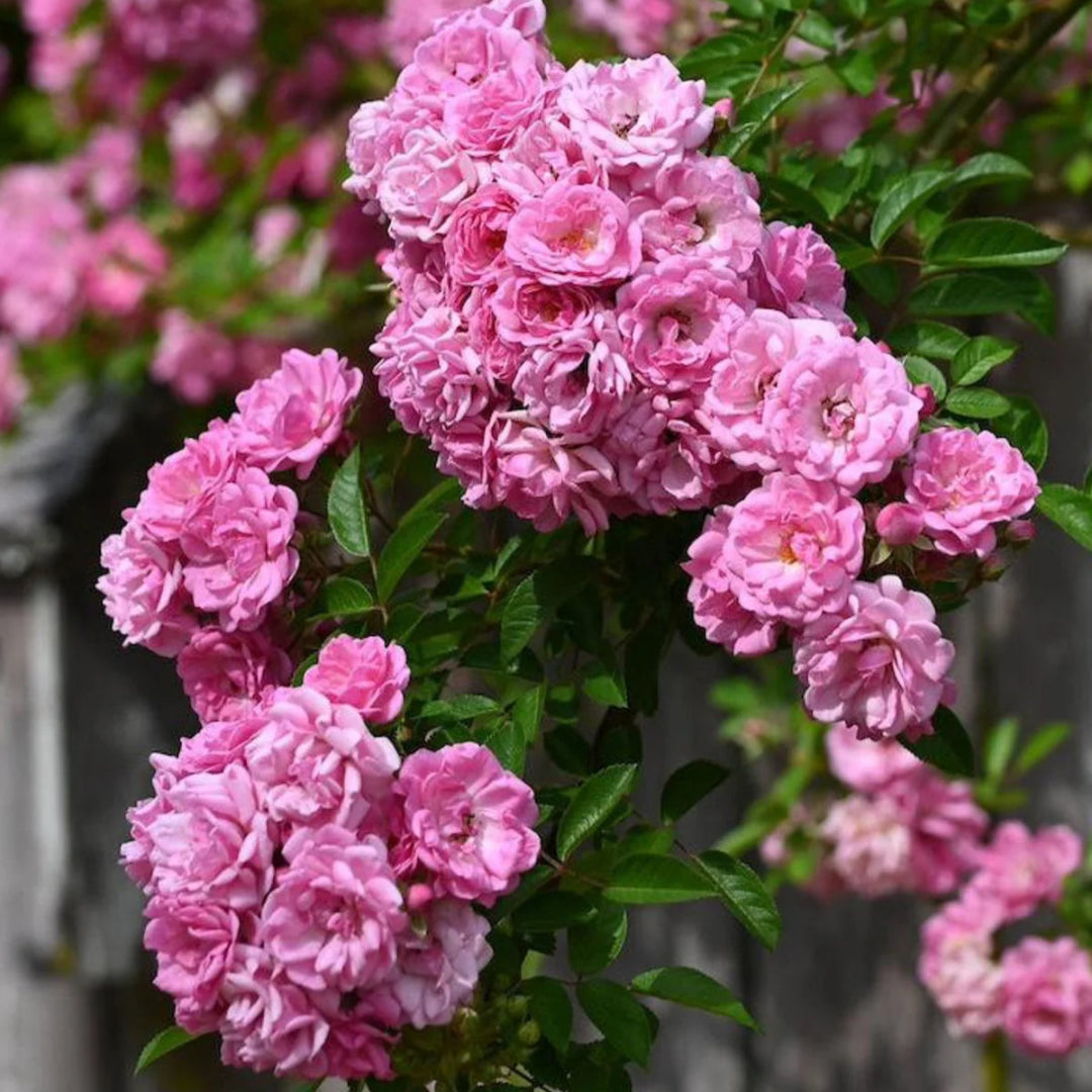 Peggy Martin Rose Shrub