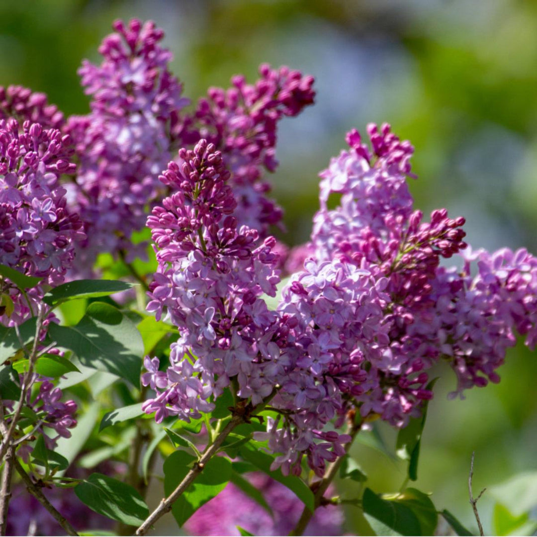 Old Fashioned Lilac