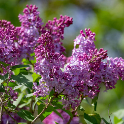 Old Fashioned Lilac