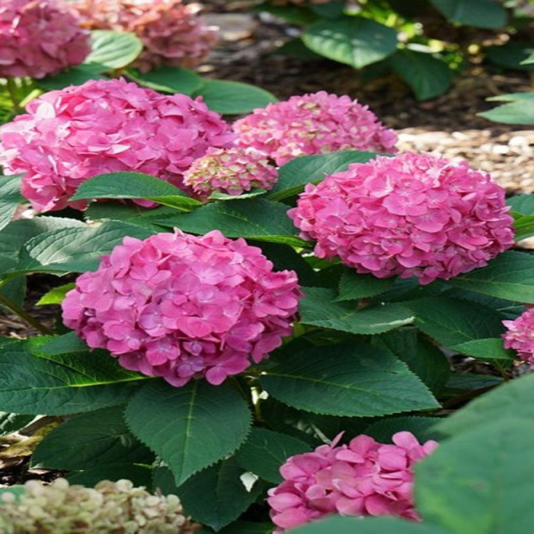 Show Stopper Hydrangea