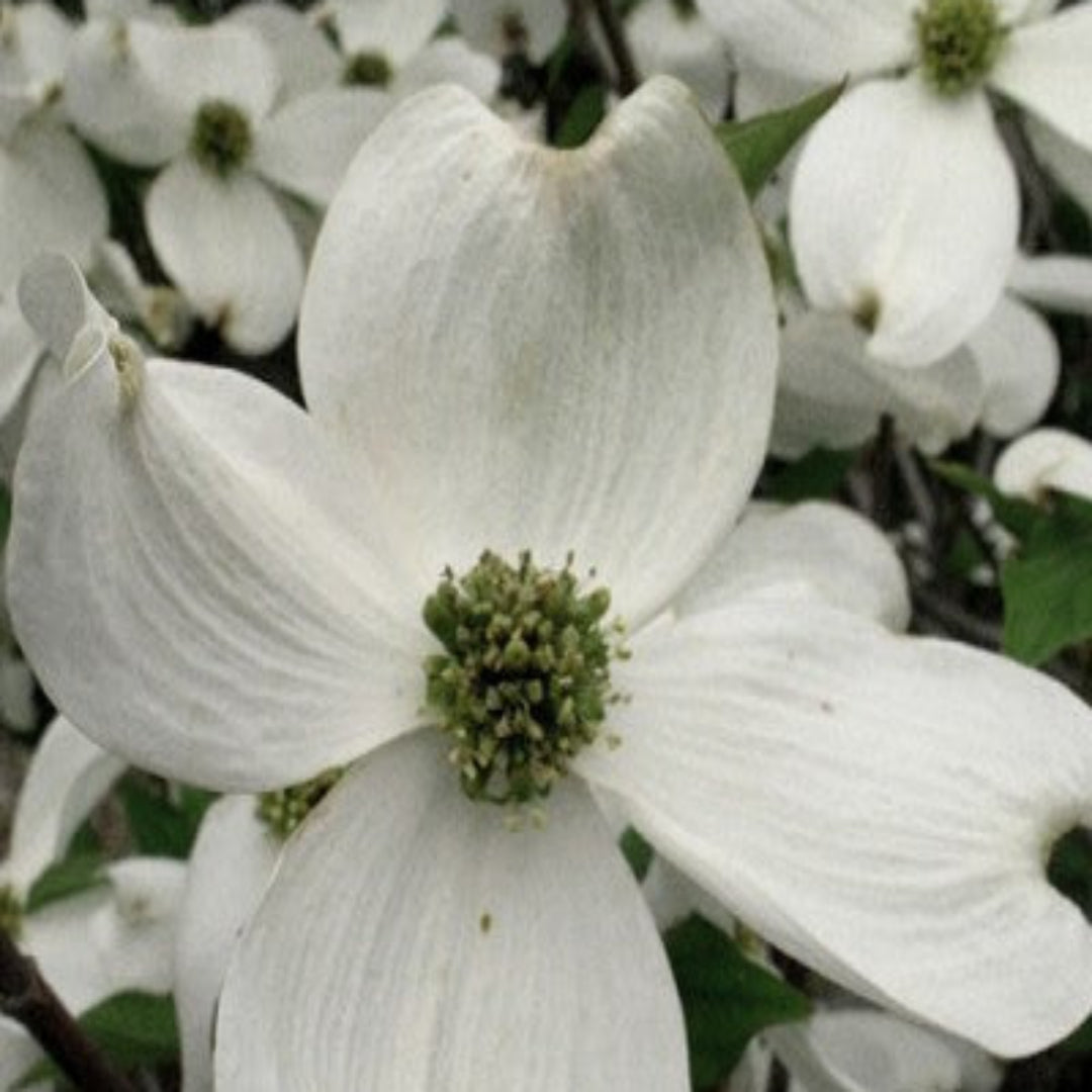 Cherokee Princess White Dogwood Tree