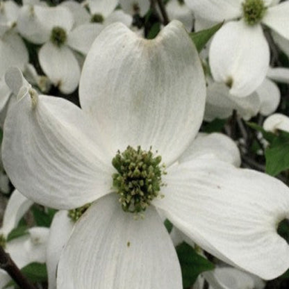 Cherokee Princess White Dogwood Tree