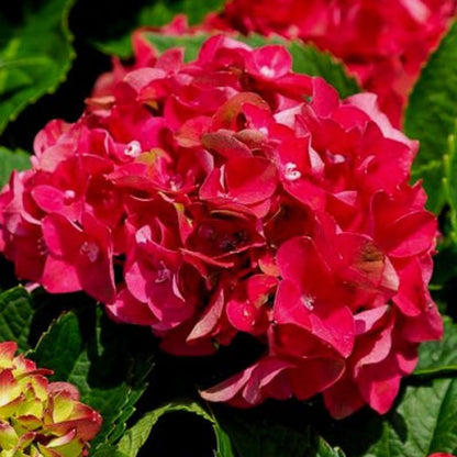 Hydrangea heart throb