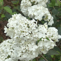 Spring Lace Viburnum Shrub with Delicate White Flowers and Layered Branches