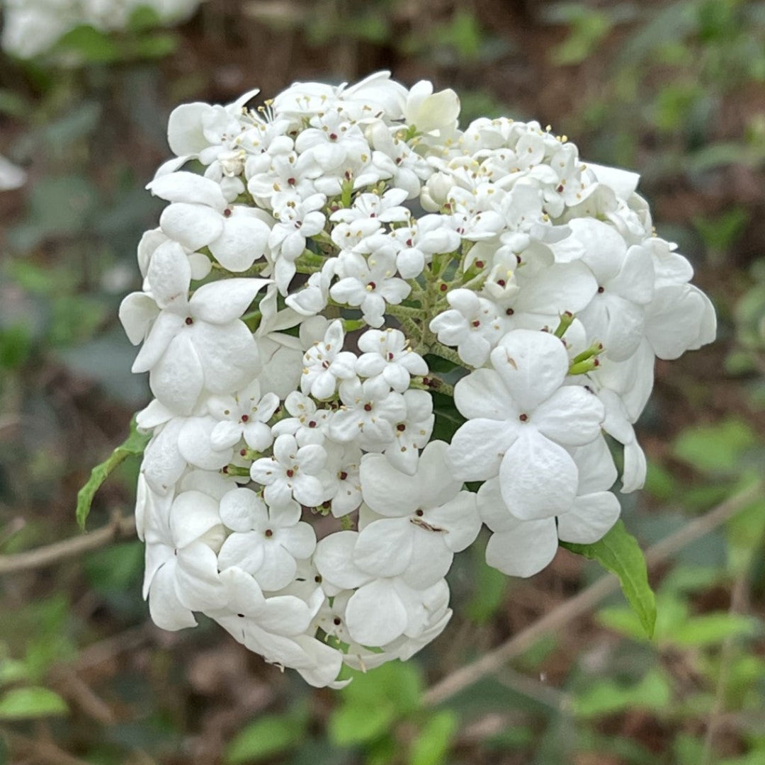 Spring Lace Viburnum Shrub