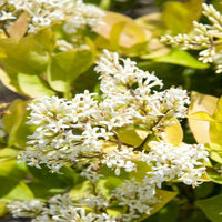 Goldtip Ligustrum