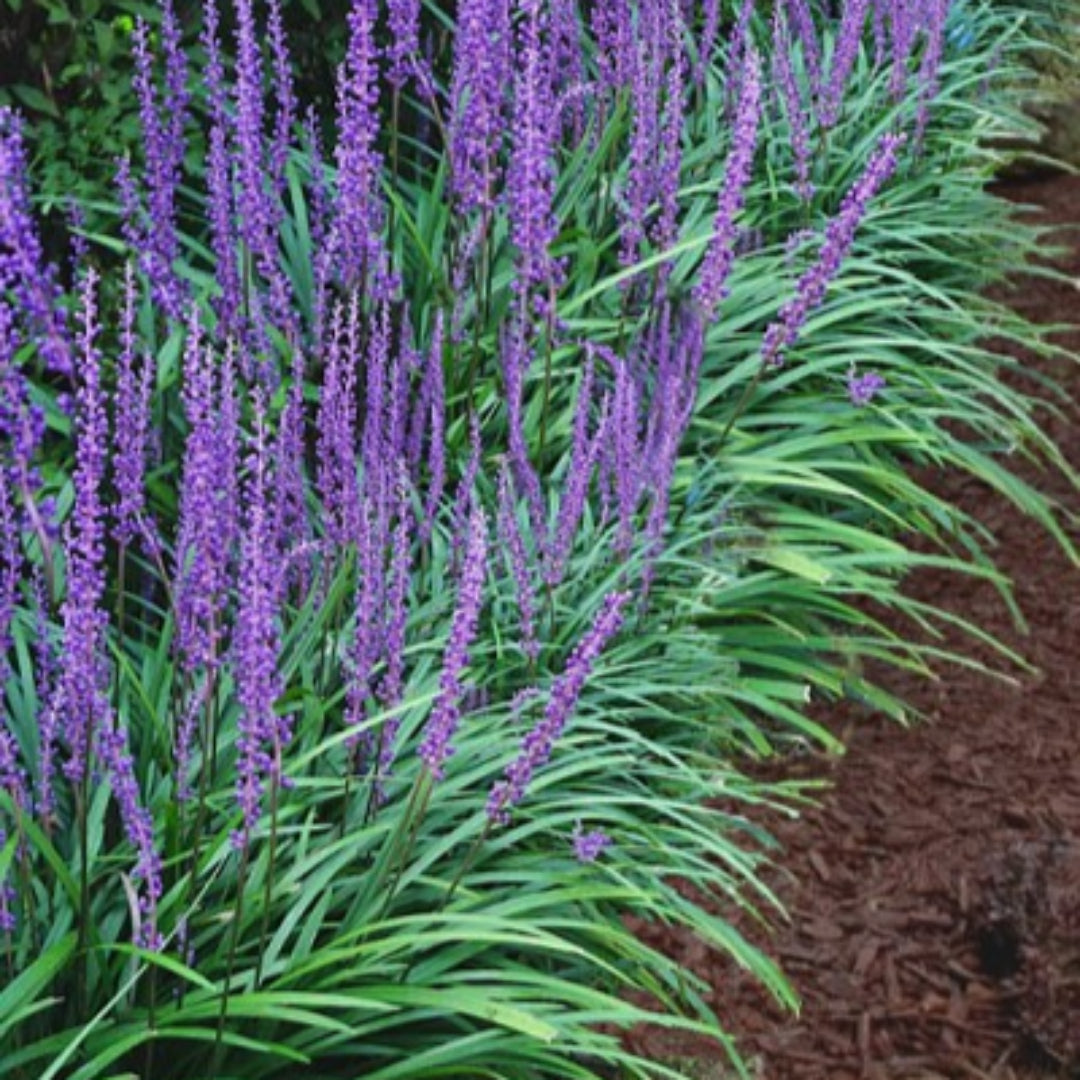 Liriope Muscari &