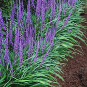 Liriope Muscari 'Big Blue' Monkey Grass