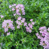Thymus Pink Chintz flowering thyme