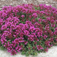 Thymus praecox 'Coccineus' Creeping Red Thyme