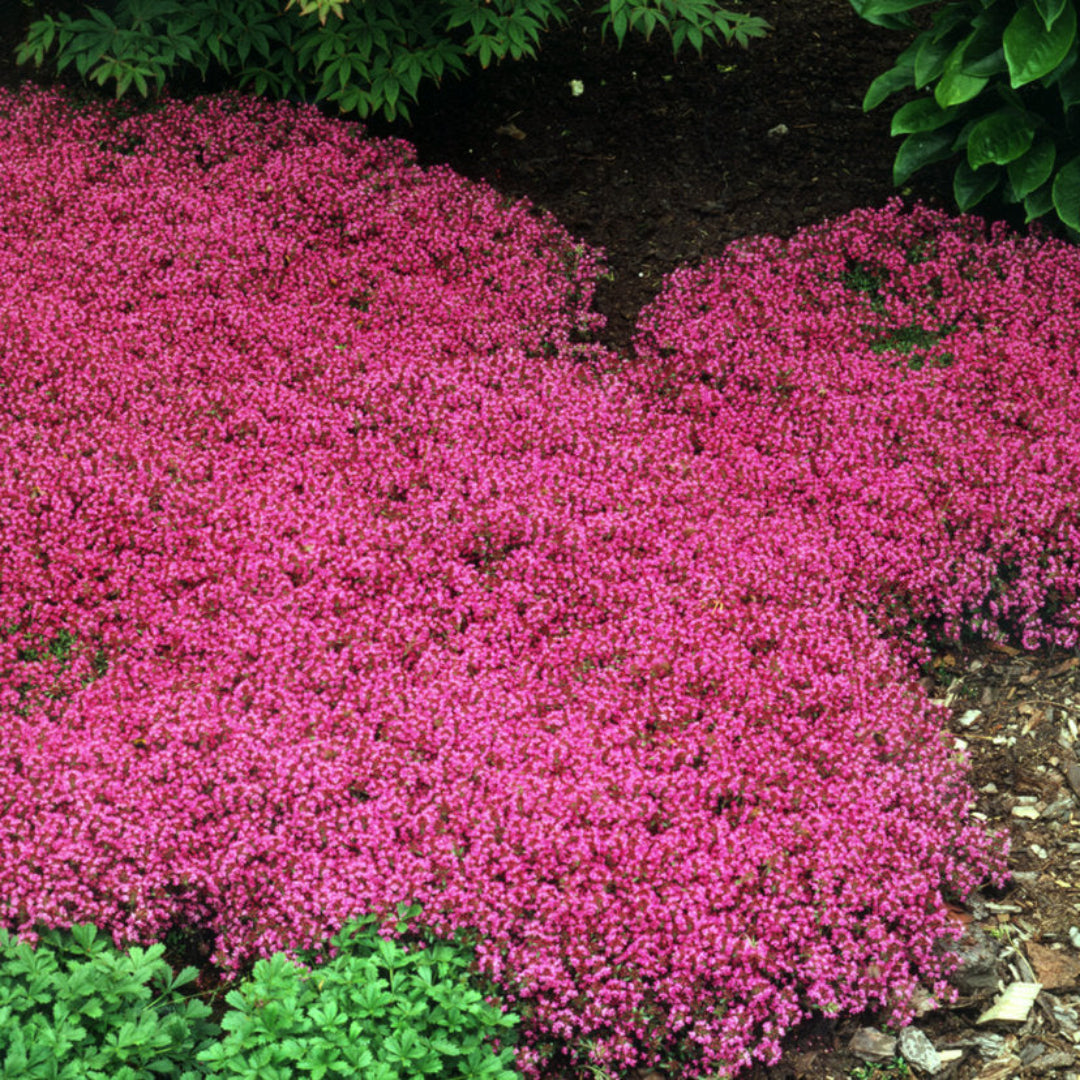 Thymus praecox &