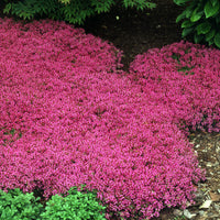 Thymus praecox 'Coccineus' Creeping Red Thyme
