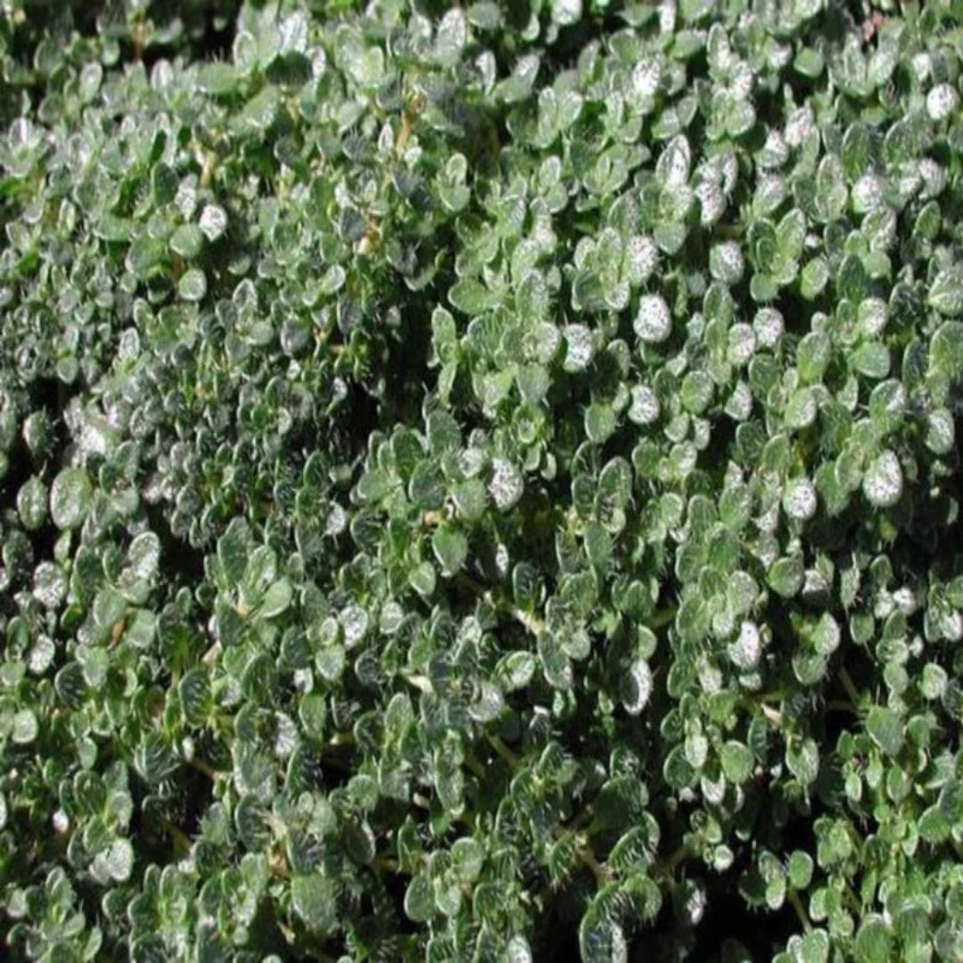 Thymus serpyllum Elfin Thyme close up