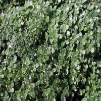 Thymus serpyllum Elfin Thyme close up