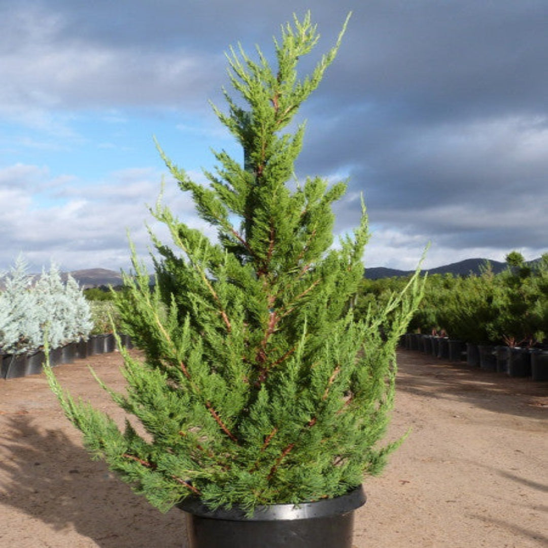 Juniper Torulosa
