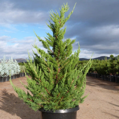 Juniper Torulosa