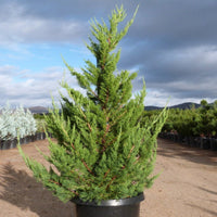 Juniper Torulosa