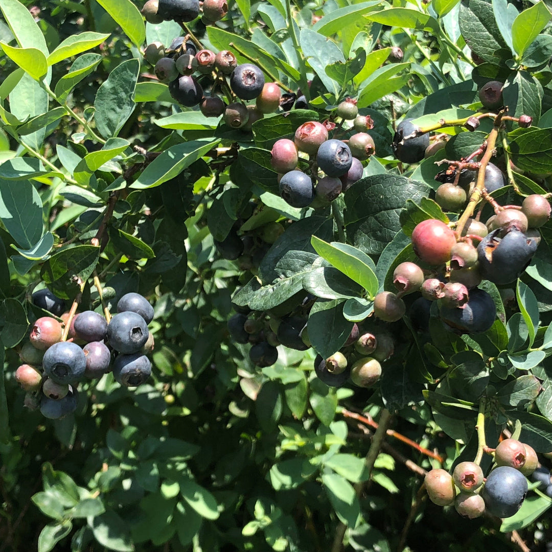 Titan Blueberry Bush