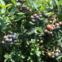 Titan Blueberry Plant bearing large berries