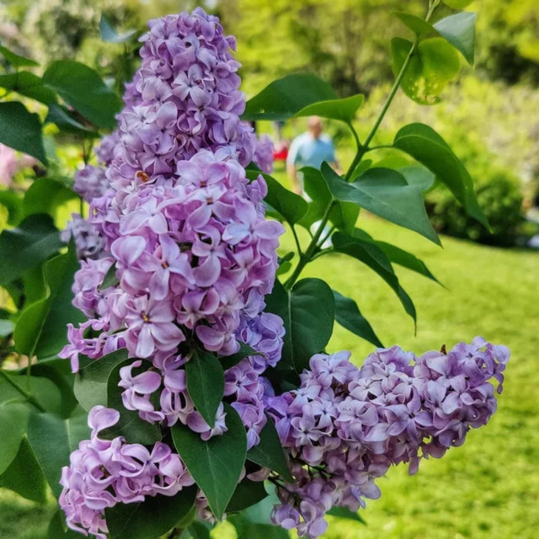 Lilac Sunday