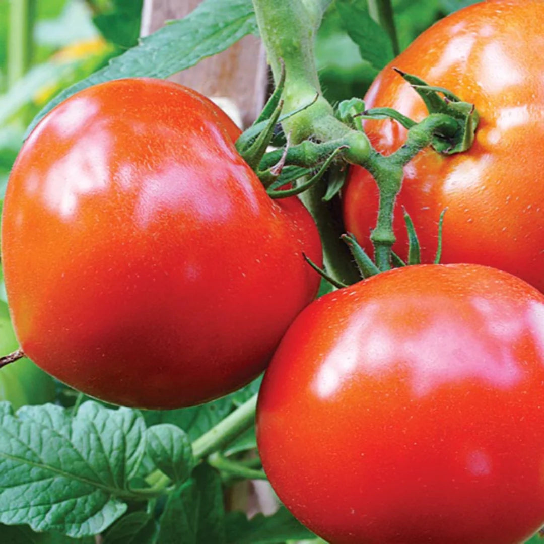 Tomato Plant &