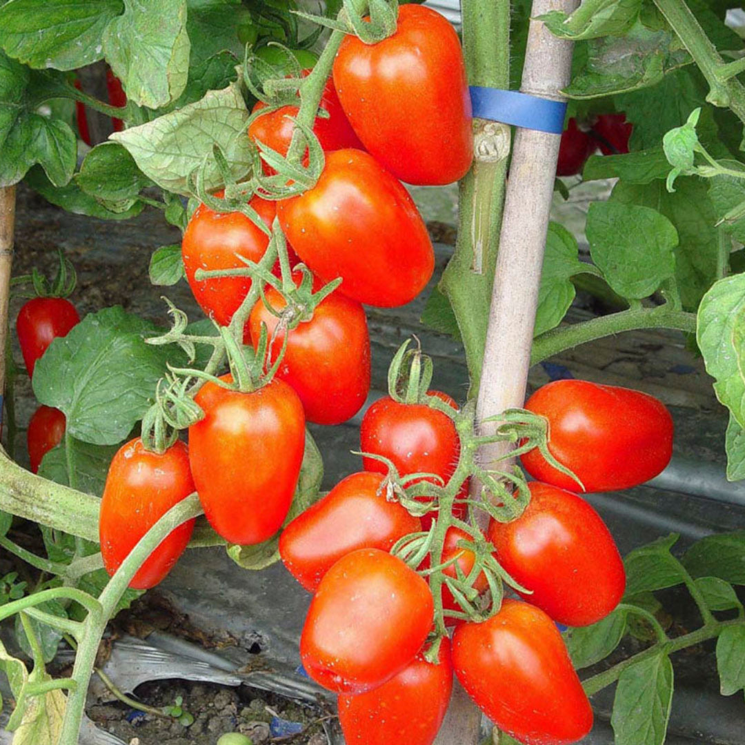 Tomato Plant &