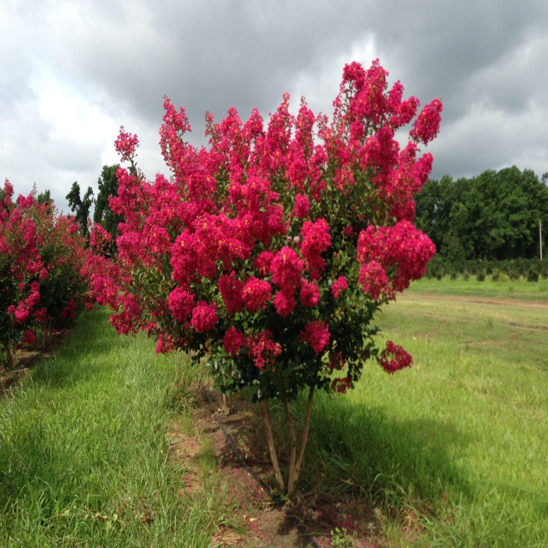 Tonto Crape Myrtle