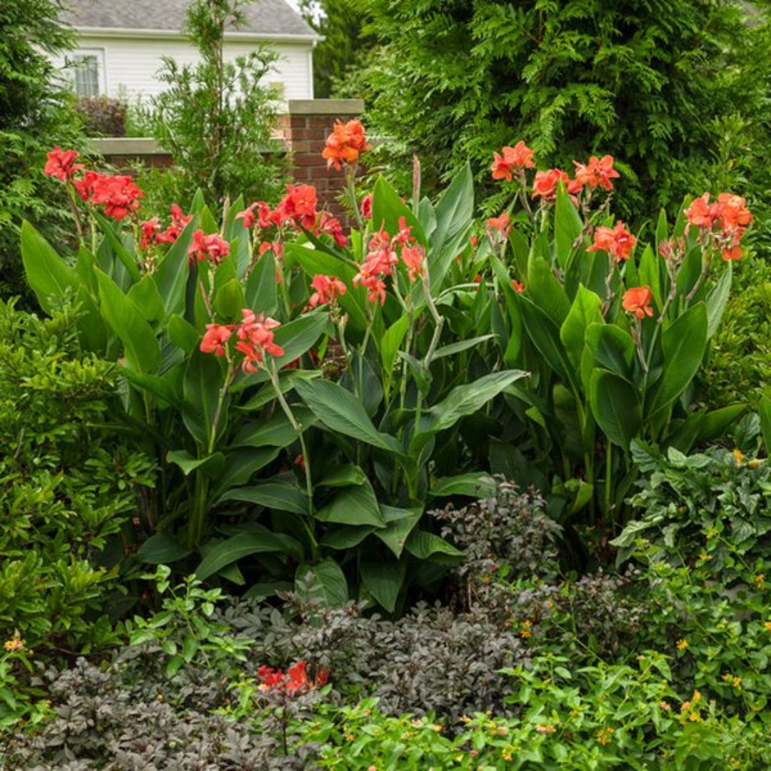 Red Canna Lilly, Blooms Late Spring To Early Frost