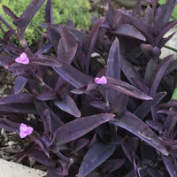 Tradescantia pallida Purple Heart - [EG]
