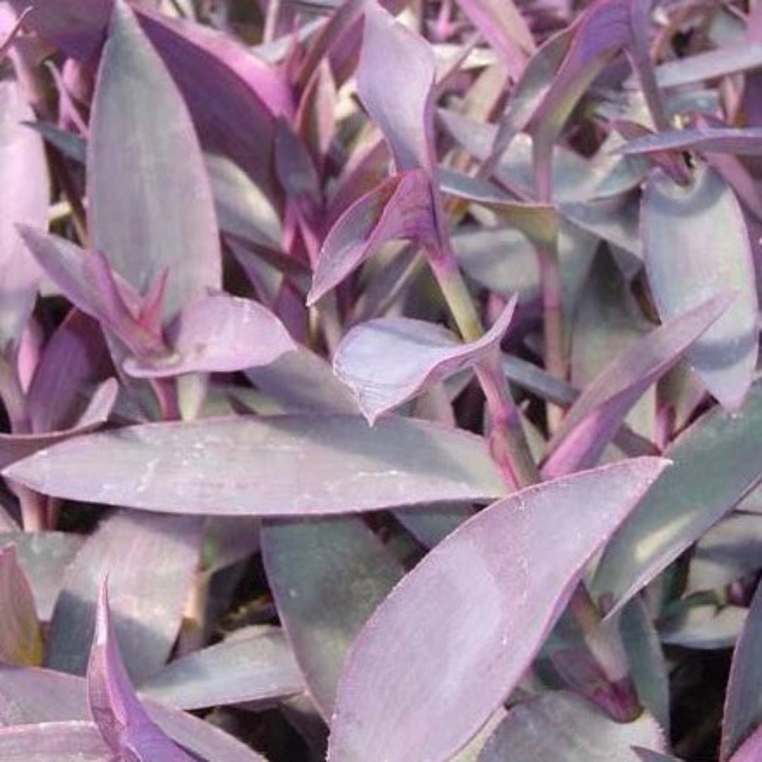 Tradescantia pallida Purple Heart - [EG]