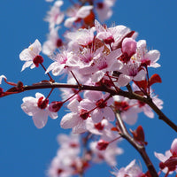 Yoshino Cherry Tree