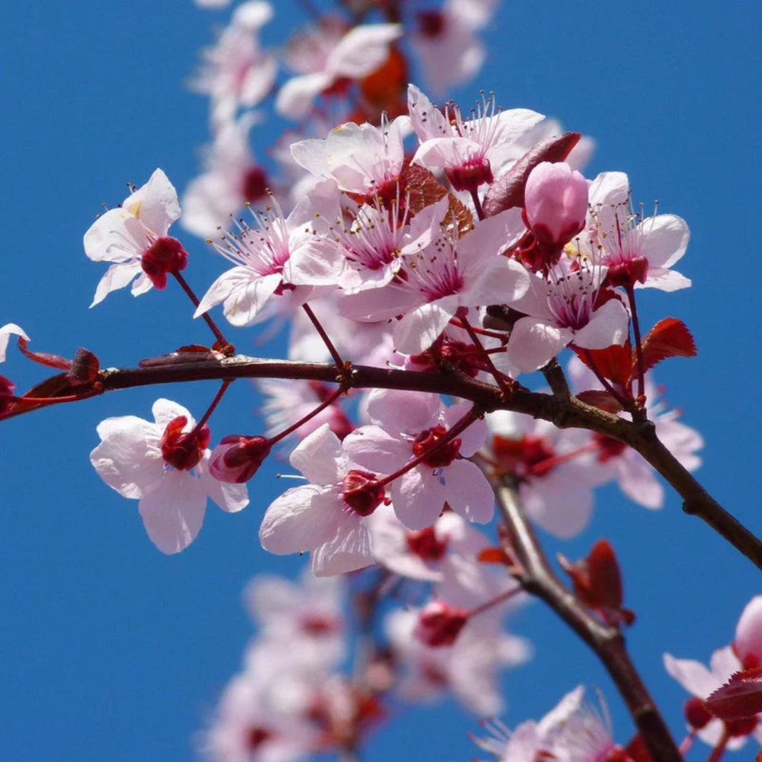 Yoshino Cherry Tree with Pink White Blossoms