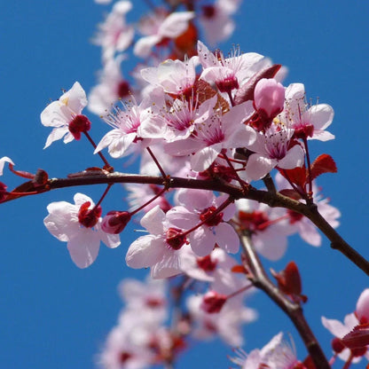 Yoshino Cherry Tree with Pink White Blossoms