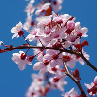 Yoshino Cherry Tree with Pink White Blossoms