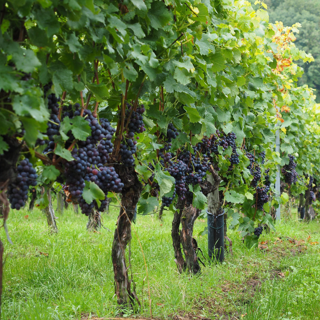 Champanelle Grape Vine