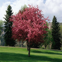 Robinson Crabapple