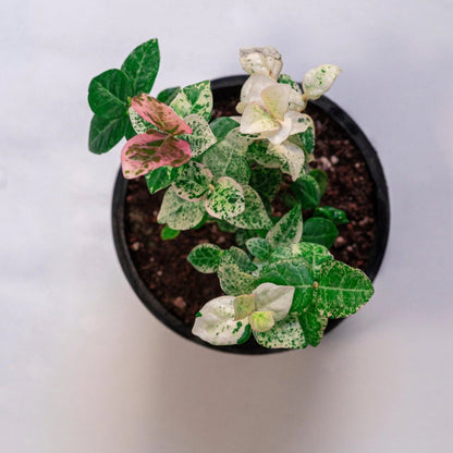 Tri-color variegated Asiatic Jasmine leaves