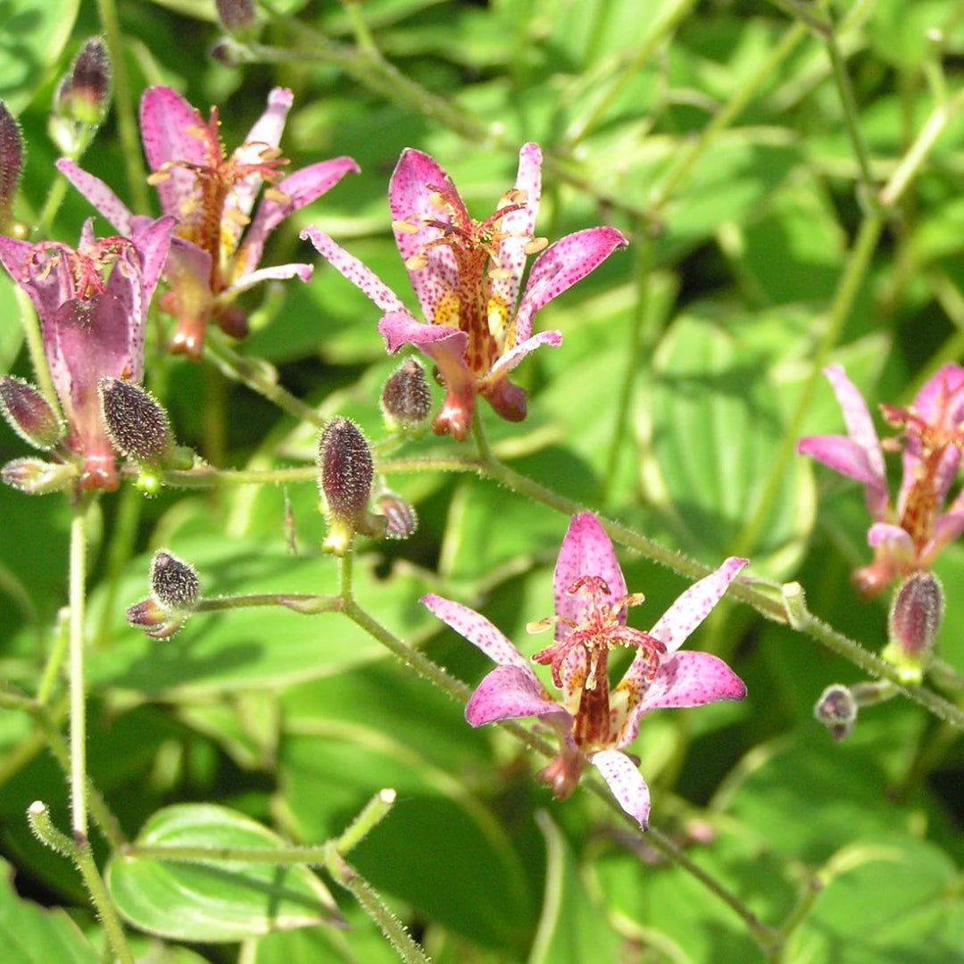 Tricyrtis formosana Samurai -Toad Lily